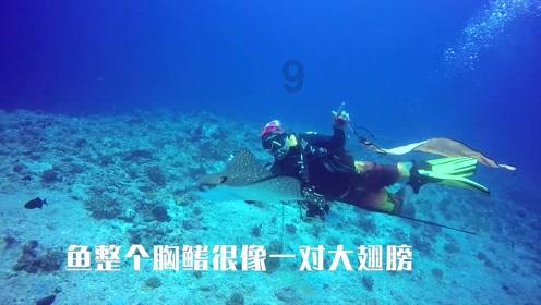 奥日与黑暗森林